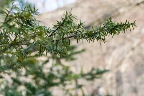 Green leaves of a pine tree. Stock Photos