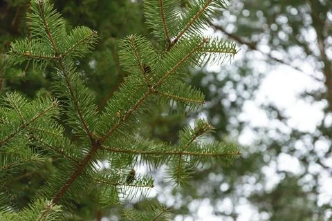 Green leaves of a pine tree. Stock Photos