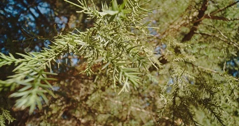 Green leaves of pine tree in winter with  warm sun light. Stock Footage 120374924