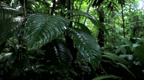 Green leaves of plant Stock Footage 48745422