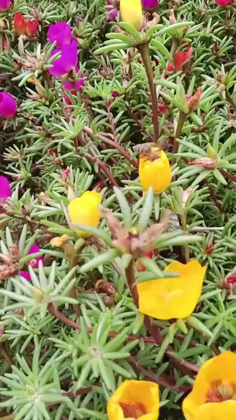 Green leaves of a plant Stock-Footage 313787410