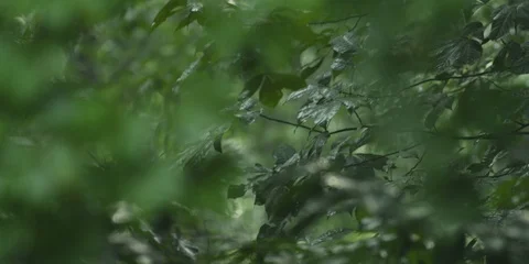 Green leaves on the plants in the forest Stock Footage 103756285