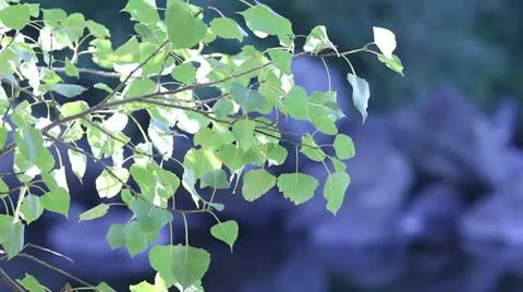 Green Leaves Pull Focus On Waters Edge Stock Footage 11186535