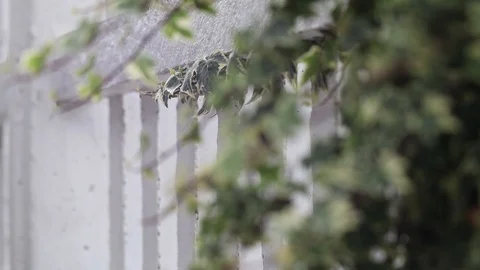 Green leaves Rack focus and wind blows 스톡 동영상 108370437