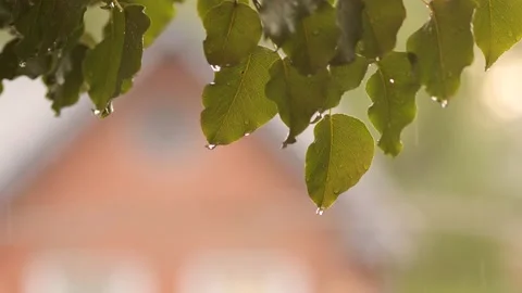 Green Leaves in the Rain in 4K Stock Footage 134578539