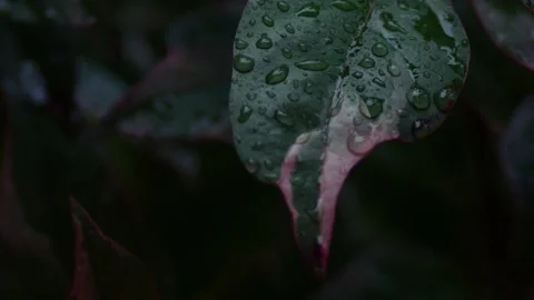 Green leaves with rain drop background. Stock Footage 311172982