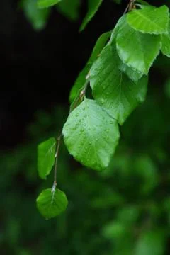 Green leaves in rain drops as a backdrop. Stock Photos