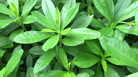 Green leaves with rain drops Stock Footage 157260584