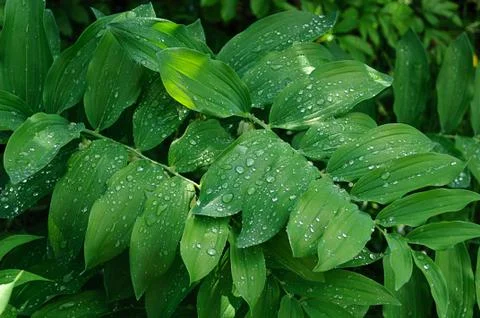 Green leaves with rain drops Stock Photos