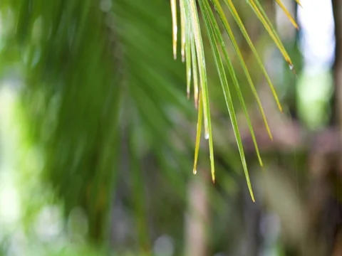Green Leaves with Rain Drops in Tropical Forest, Focus Shifting Stock Footage
