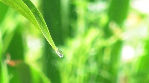 Green leaves in the rain Stock Footage 7774841