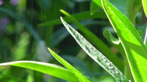 Green leaves in the rain Stock Footage 7775046