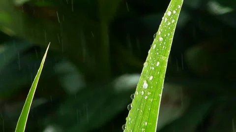 Green leaves in the rain Stock Footage 7775086