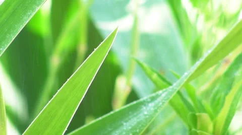 Green leaves in the rain Stock Footage 7775324