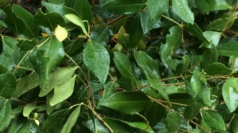 Green Leaves In The Rain Stock Footage 33937917