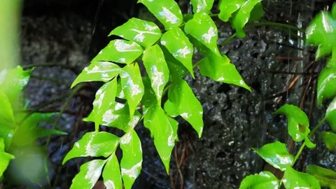 Green leaves in the rain Stock Footage 132295287