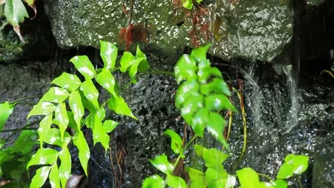 Green leaves in the rain Video stock 132295431