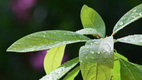 Green leaves in the rain Stock Footage 135312109