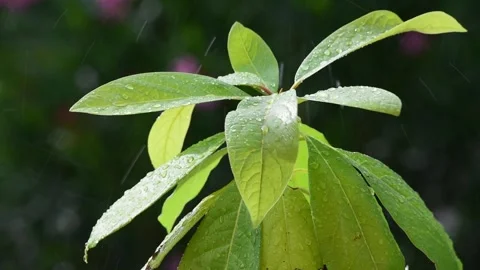 Green leaves in the rain Stock Footage 135318271