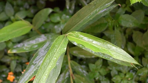Green leaves in rain Vidéo 150204040