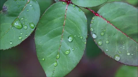 Green leaves in the rain Stock Footage 156045942