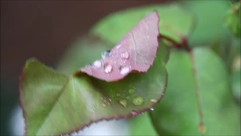 Green leaves in the rain Video stock 156046223