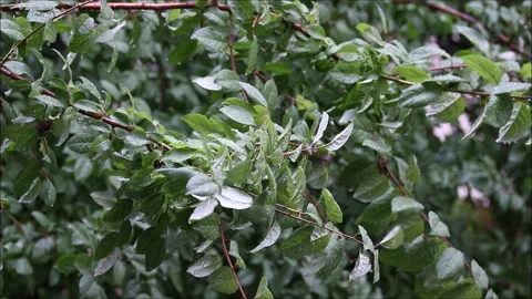 Green leaves in the rain Stock-Footage 156046778