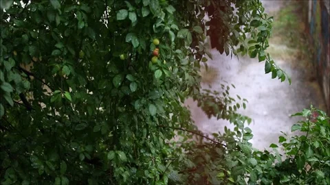 Green leaves in the rain Stock Footage 156046952