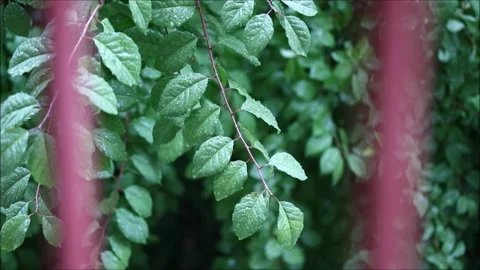 Green leaves in the rain Stock Footage 156046978