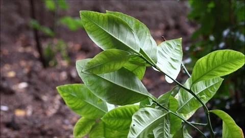 Green leaves in the rain Video stock 156050055