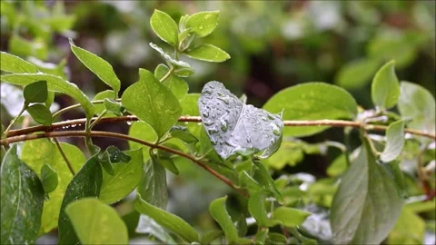 Green leaves in the rain Stock Footage 156102571