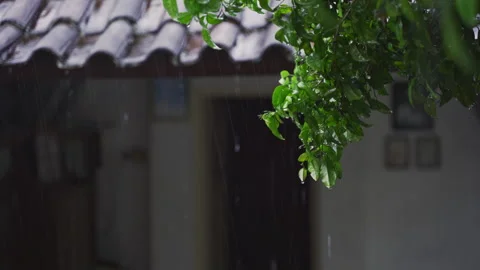 Green Leaves with raindrops. Blurred background. 4K footage Stock Footage 305863170