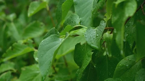 Green leaves raindrops Stock Footage 233961759