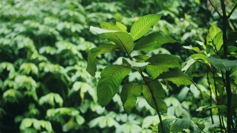 Green leaves in the rainforest Video stock 231359311