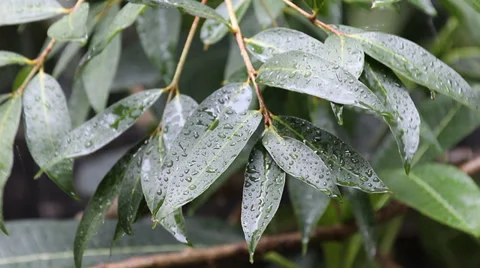 Green leaves in the raining Vidéo 31919861