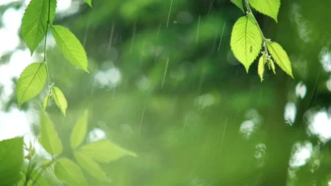 Green leaves in rainy weather Stock Footage 100536618