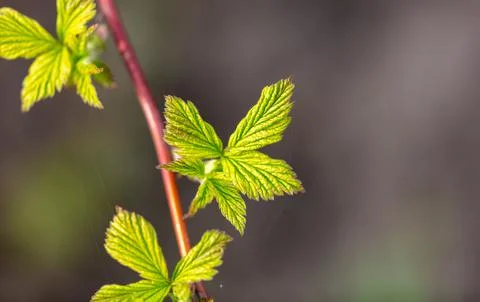 Green leaves on raspberry branches in spring. Stock Photos