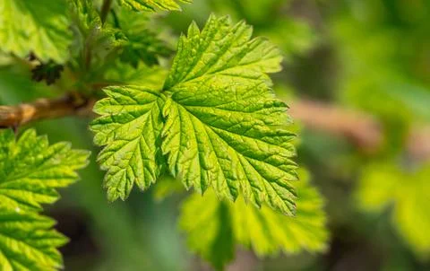 Green leaves on raspberry branches in spring. Stock Photos