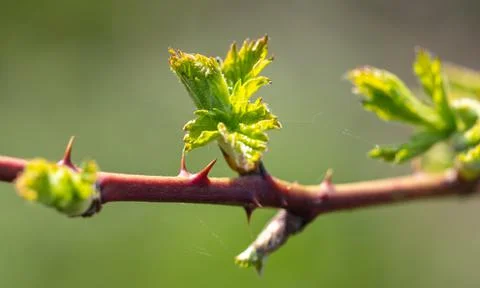 Green leaves on raspberry branches in spring. Stock Photos