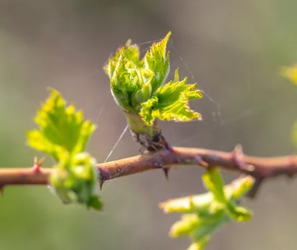 Green leaves on raspberry branches in spring. Foto stock