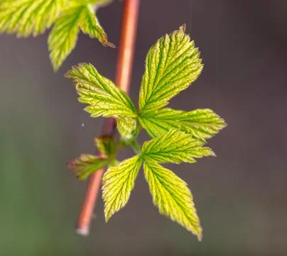 Green leaves on raspberry branches in spring. Stock Photos