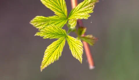 Green leaves on raspberry branches in spring. Stock Photos