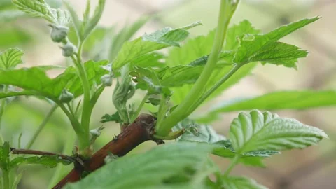 Green Leaves on raspberry bush 스톡 동영상 147912977