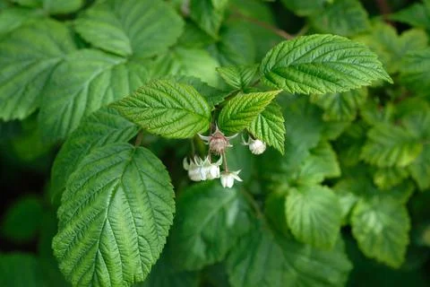 Green leaves of raspberry bush, selective focus Stock Photos