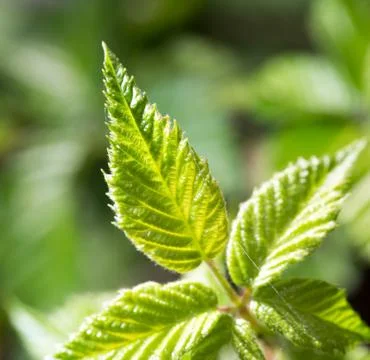 Green leaves on a raspberry Stock Photos