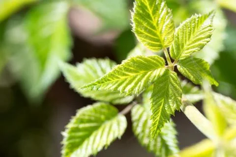 Green leaves on a raspberry Stock Photos