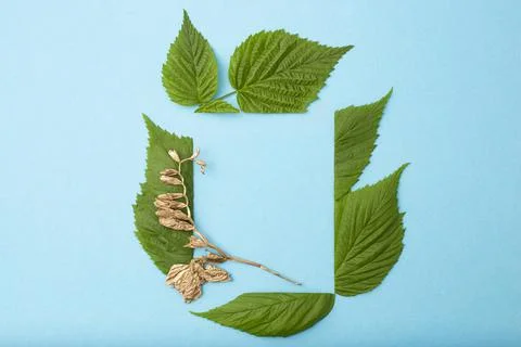 Green leaves rectangular frame with a golden flower 스톡 사진