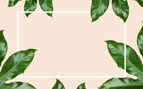 Green leaves with rectangular frame over beige Stock Photos