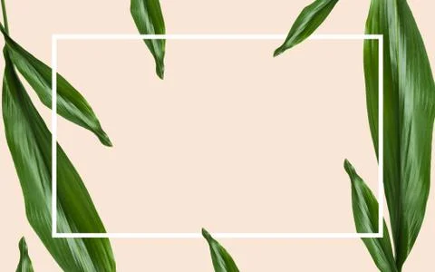 Green leaves with rectangular frame over beige Stock Photos