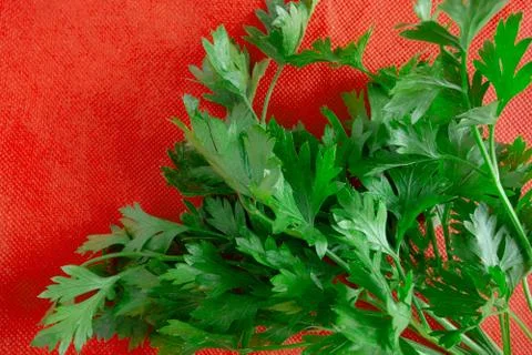 Green leaves on red background. Fresh parsley bunch on contrast vivid fabric. 스톡 사진